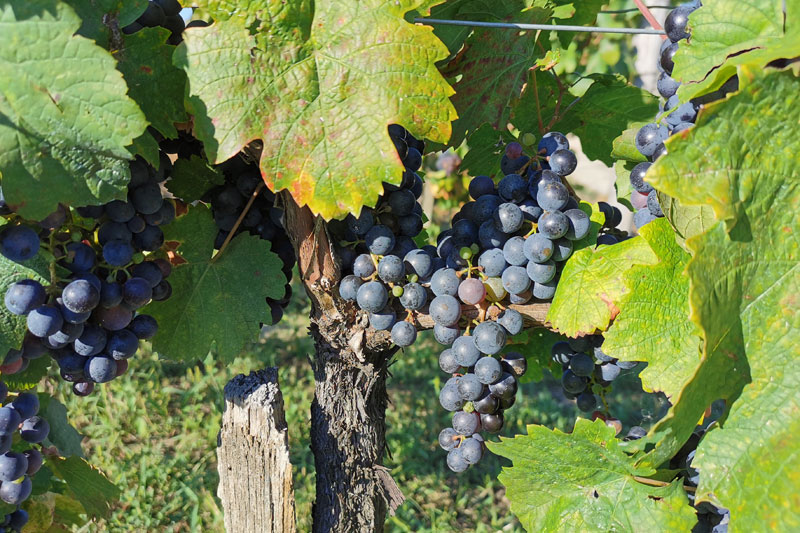 Soproni borvidék szőlő
